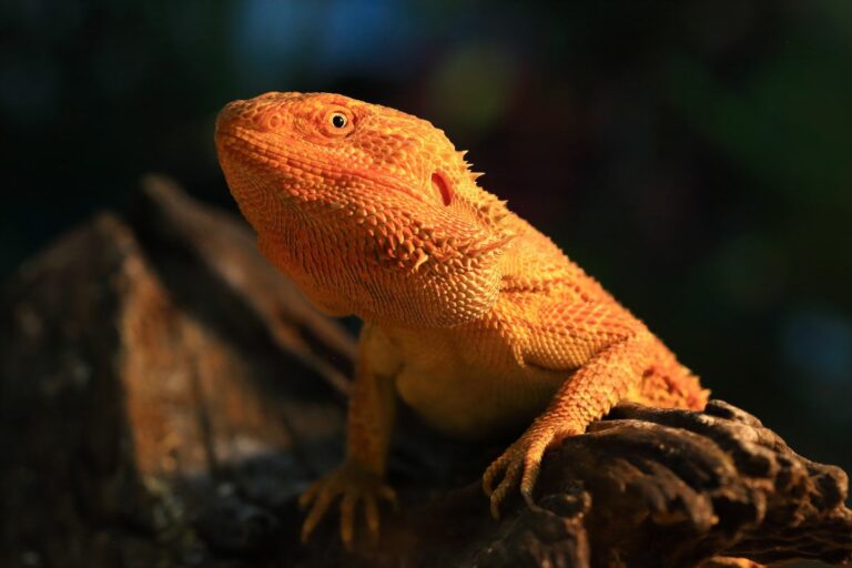 Why is Your Bearded Dragon Changing Color To Orange?