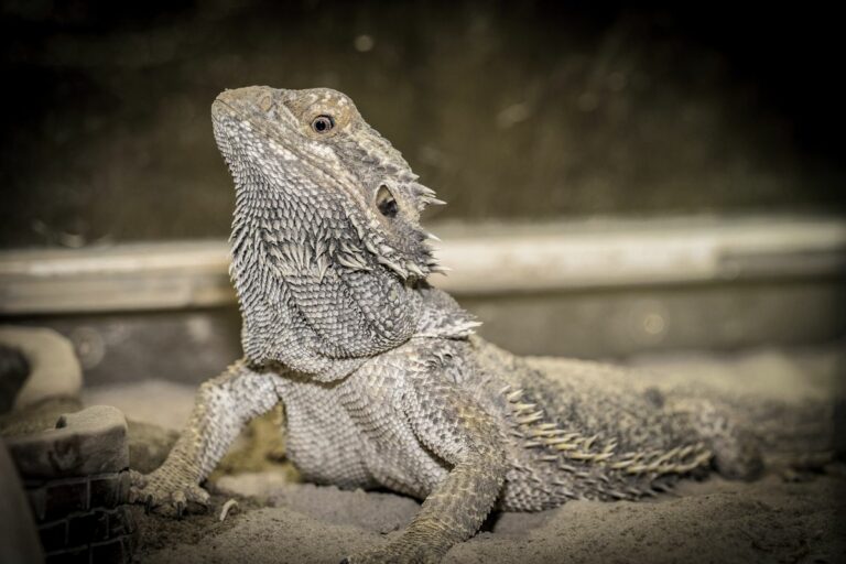 Why Do Bearded Dragons Turn Grey? & What to Do
