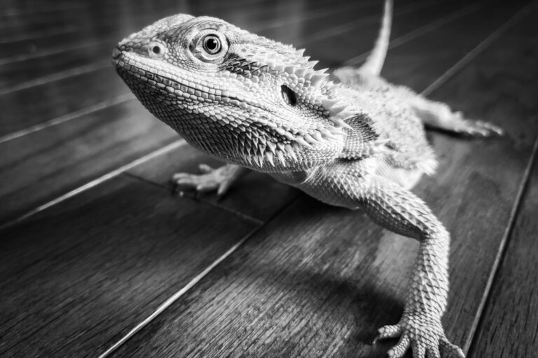 Why is Your Bearded Dragon Turning Black & When [Actually] to Worry