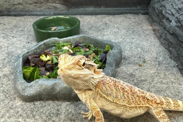 Can A Bearded Dragon Be Vegetarian? The ACTUAL Truth