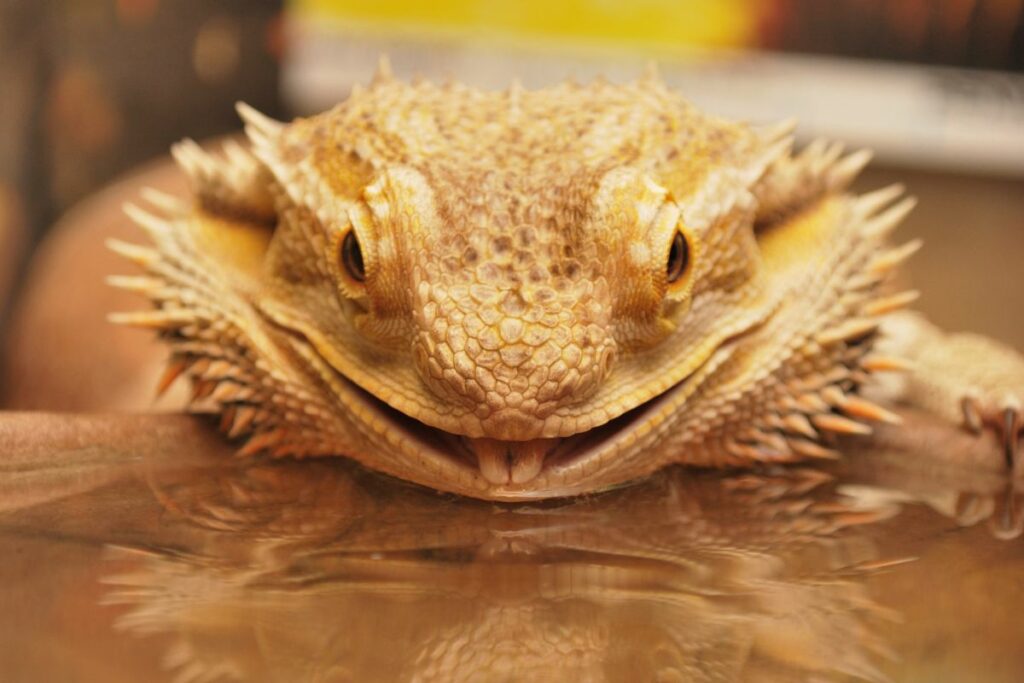 a photo of a bearded dragon drink to show can bearded dragons drink tap water