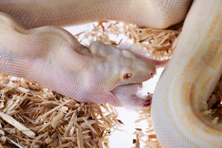Can Pet Snakes Eat Wild Mice? 3 Risks You Need to Be Aware Of