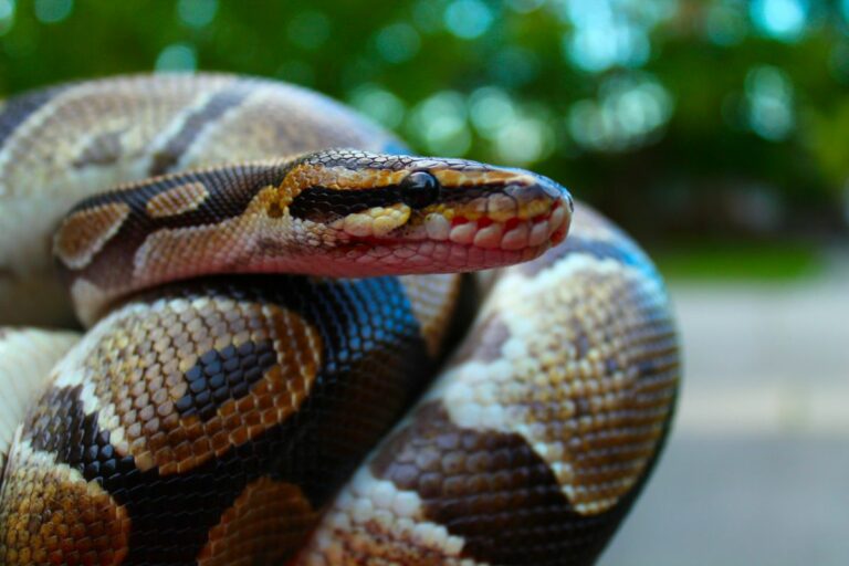 Do Snakes Learn? What Can You Teach Your Snake?