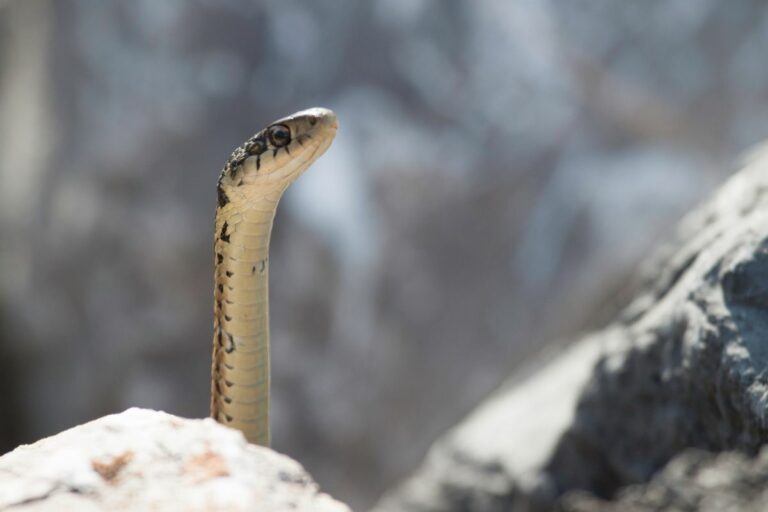 Do Garter Snakes Bite? 4 Signs That A Garter Snake Is About to Bite