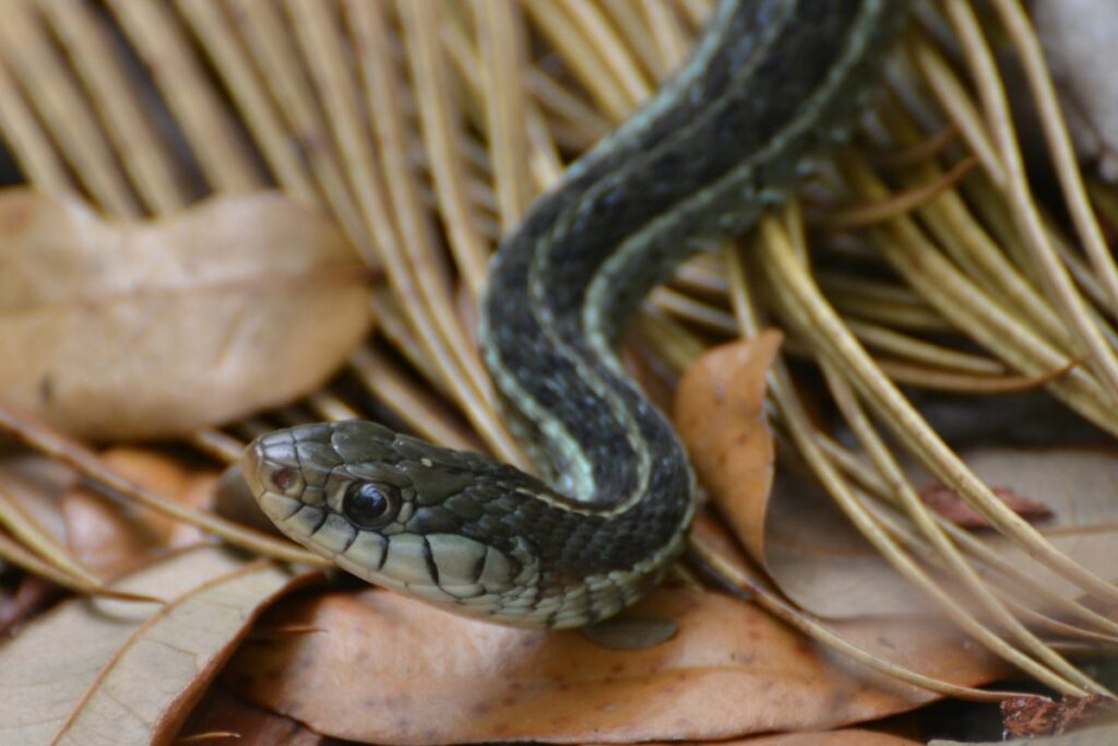 a photo of a garter snake to show do garter snakes eat mice