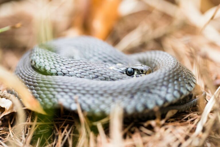 How Cold Is Too Cold for Snakes? Ideal Temperatures