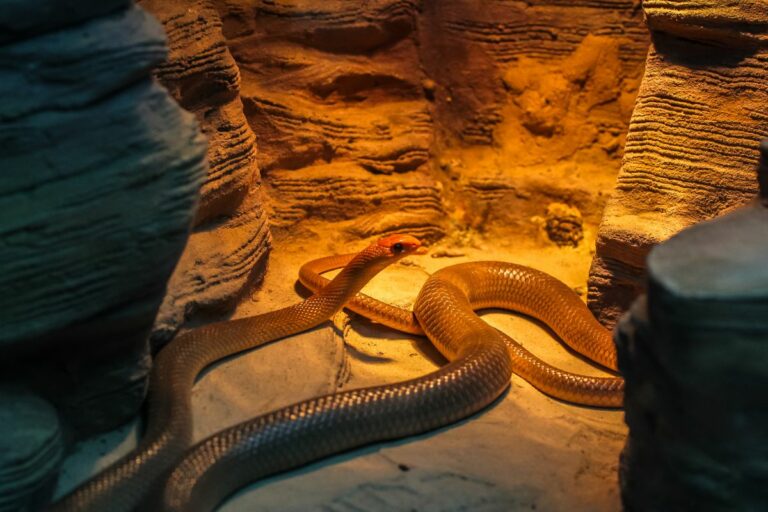 How Long Can Snakes Go Without Heat? 6 Reasons Snakes Need Heat