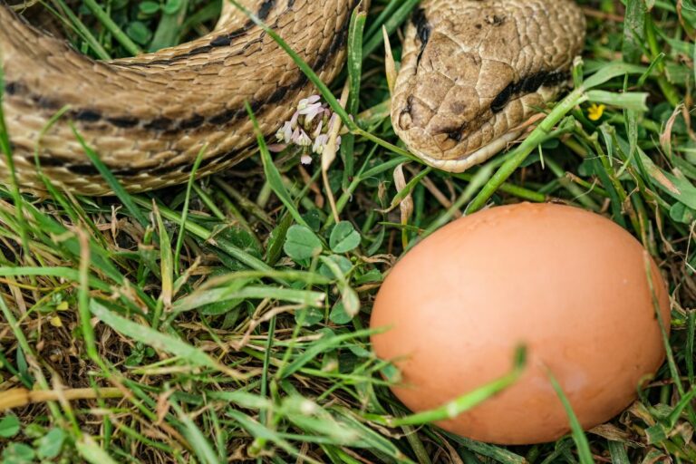 Can Snakes Eat Eggs? 4 Benefits vs Risks of Feeding Your Snake Eggs
