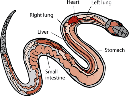 a photo of a snake respiratory system to show do snakes have lungs